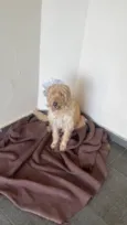 Cacau , Dolly, Tuquinha 