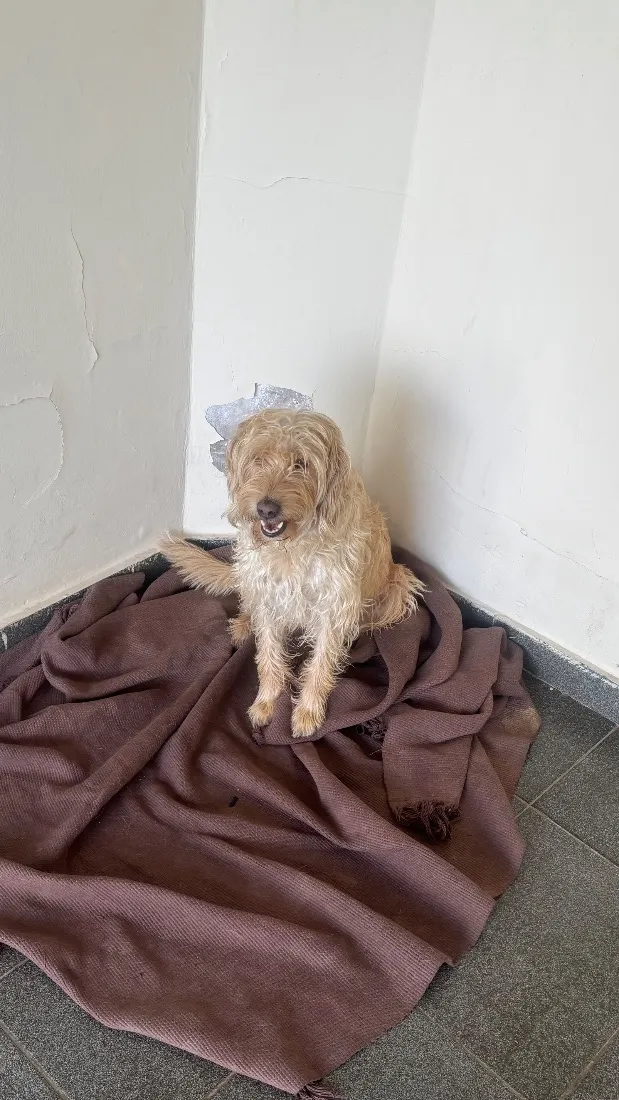 Cachorro raça SRD-ViraLata idade 6 ou mais anos nome Cacau , Dolly, Tuquinha 