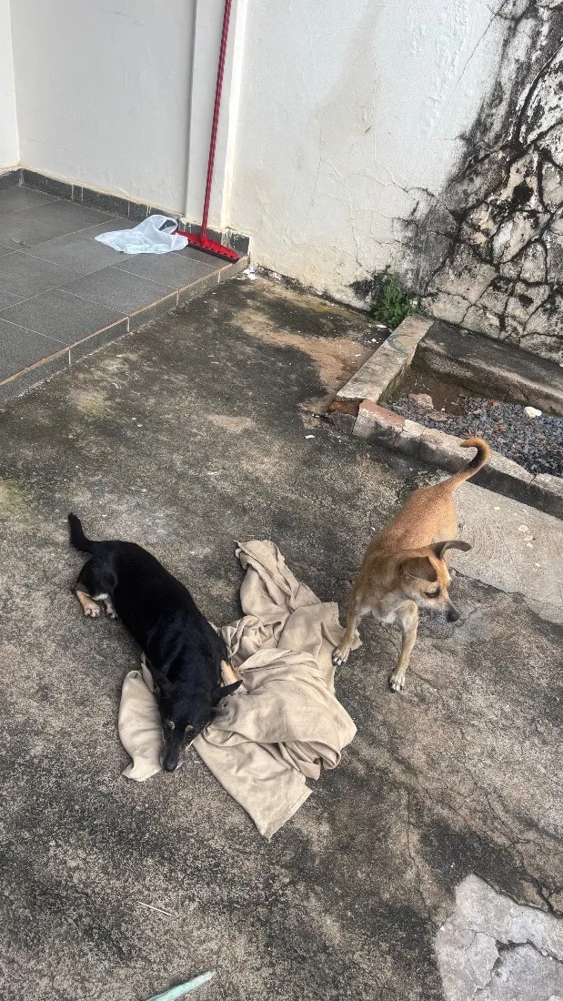 Cachorro raça SRD-ViraLata idade 6 ou mais anos nome Cacau , Dolly, Tuquinha 