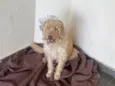 Cacau , Dolly, Tuquinha 