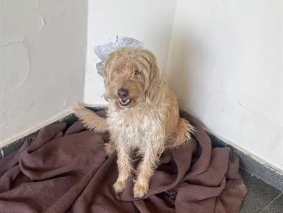 Cachorro raça SRD-ViraLata idade 6 ou mais anos nome Cacau , Dolly, Tuquinha 