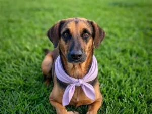 Cachorro raça SRD-ViraLata idade 2 anos nome mel