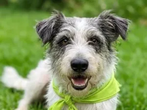 Cachorro raça SRD-ViraLata idade 2 anos nome fred