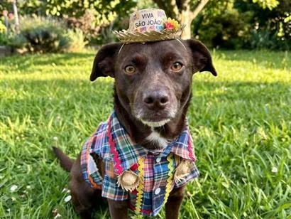 Cachorro raça SRD-ViraLata idade 2 a 6 meses nome bily