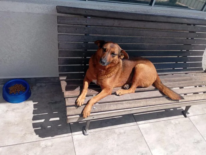 Cachorro raça SRD-ViraLata idade 3 anos nome ariela