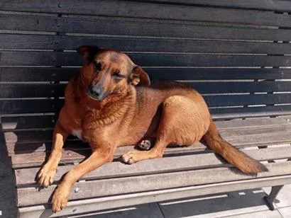 Cachorro raça SRD-ViraLata idade 3 anos nome ariela