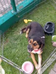 laika