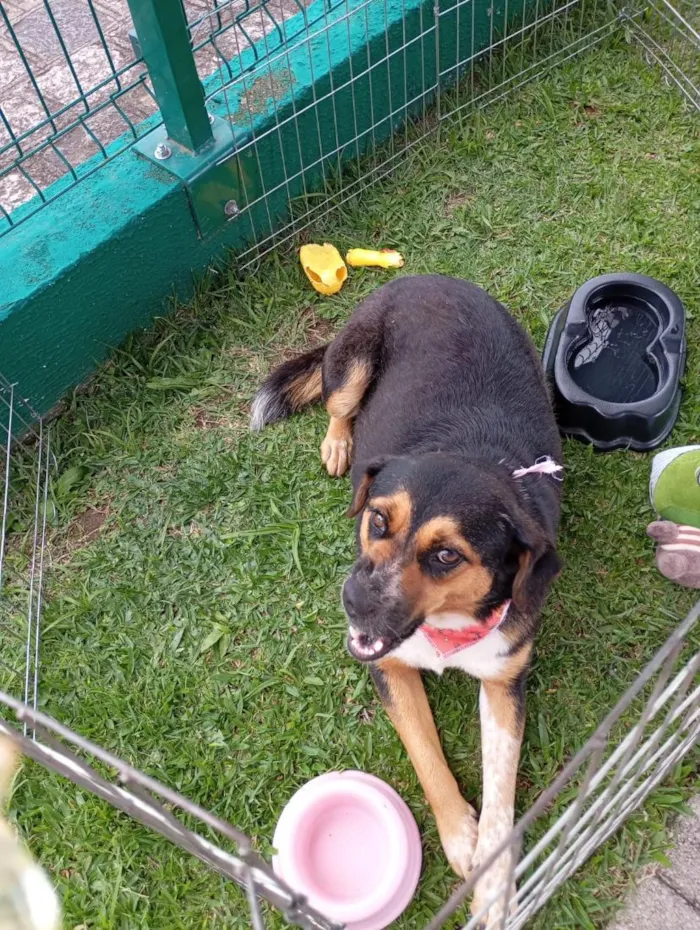 Cachorro raça SRD-ViraLata idade 3 anos nome laika