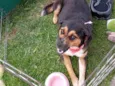laika