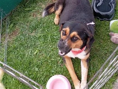 Cachorro raça SRD-ViraLata idade 3 anos nome laika