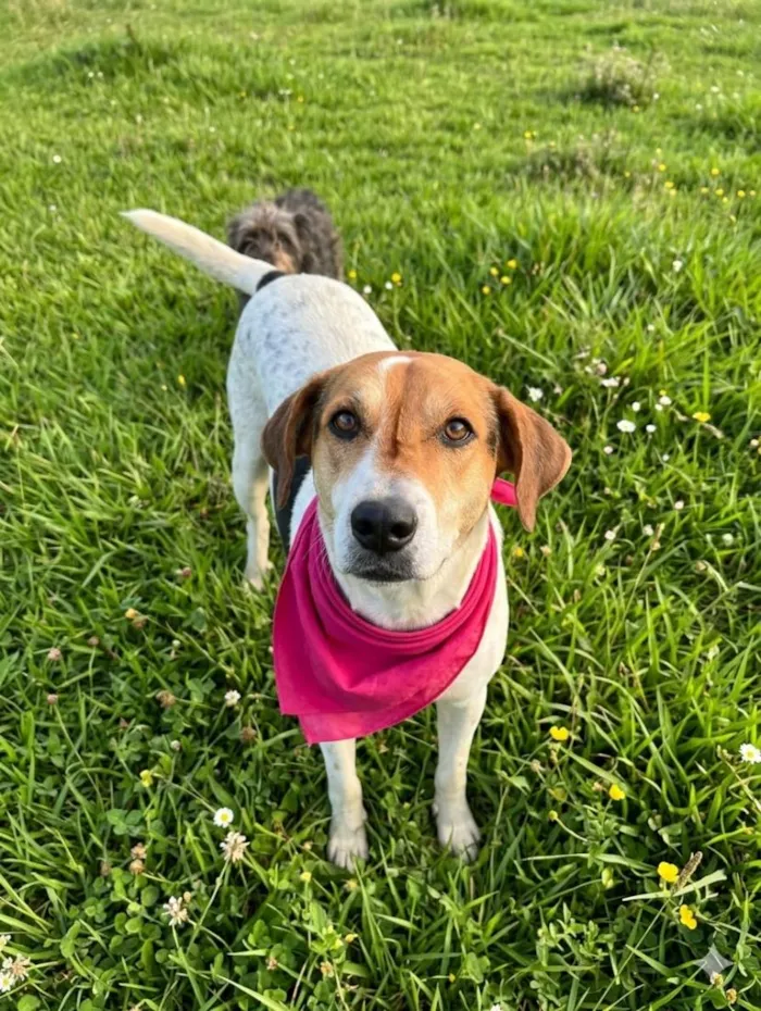 Cachorro raça SRD-ViraLata idade 6 ou mais anos nome Madona