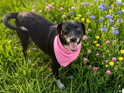 Cachorro raça SRD-ViraLata idade 3 anos nome pretinha 