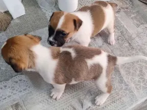 Cachorro raça SRD-ViraLata idade Abaixo de 2 meses nome sem nome
