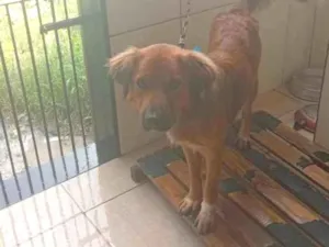 Cachorro raça SRD-ViraLata idade 1 ano nome zoe e Bob