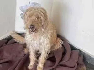 Cachorro raça SRD-ViraLata idade 6 ou mais anos nome Cacau , Dolly, Tuquinha 
