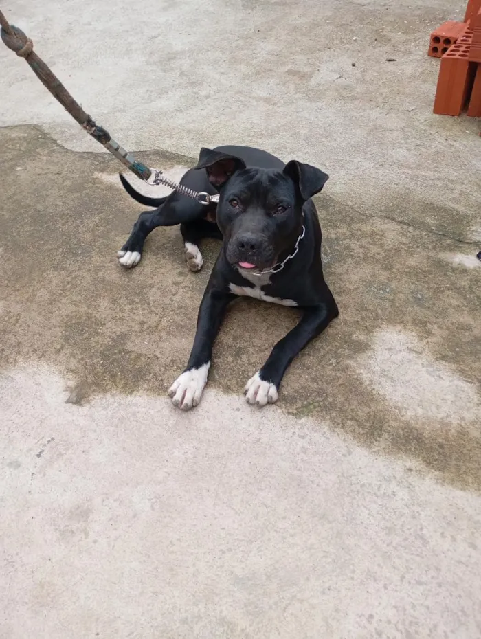 Cachorro raça Pit-Bull idade 1 ano nome Pantera