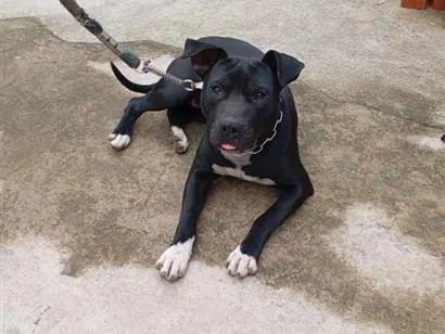 Cachorro raça Pit-Bull idade 1 ano nome Pantera