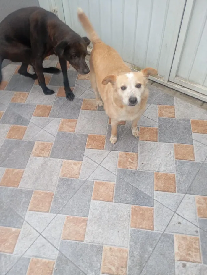 Cachorro raça SRD-ViraLata idade 3 anos nome branca