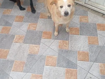 Cachorro raça SRD-ViraLata idade 3 anos nome branca
