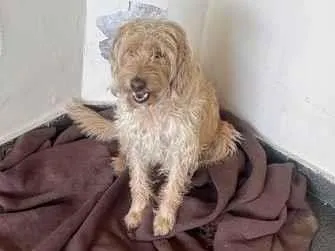 Cachorro raça SRD-ViraLata idade 6 ou mais anos nome Cacau , Dolly, Tuquinha 