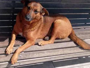 Cachorro raça SRD-ViraLata idade 3 anos nome ariela