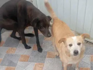 Cachorro raça SRD-ViraLata idade 3 anos nome branca