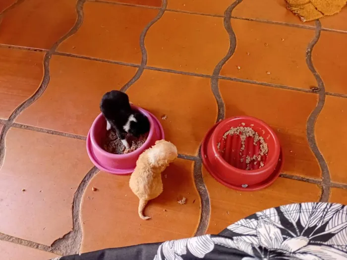 Cachorro raça SRD-ViraLata idade Abaixo de 2 meses nome Mãe  Crystal