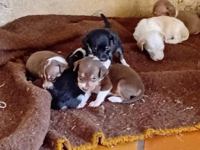 Cachorro raça SRD-ViraLata idade Abaixo de 2 meses nome Mãe  Crystal