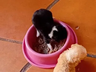 Cachorro raça SRD-ViraLata idade Abaixo de 2 meses nome Mãe  Crystal