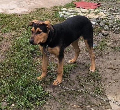Cachorro raça Pastor Alemão idade 2 a 6 meses nome Zeus