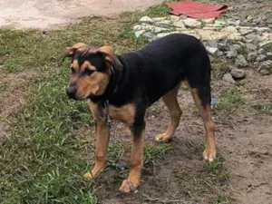 Cachorro raça Pastor Alemão idade 2 a 6 meses nome Zeus