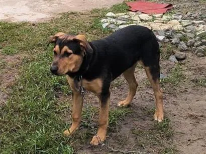 Cachorro raça Pastor Alemão idade 2 a 6 meses nome Zeus