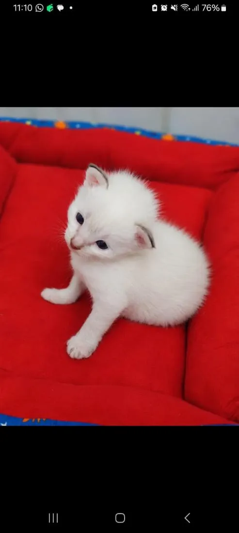 Gato raça SRD-ViraLata idade Abaixo de 2 meses nome Sem nome