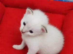 Gato raça SRD-ViraLata idade Abaixo de 2 meses nome Sem nome