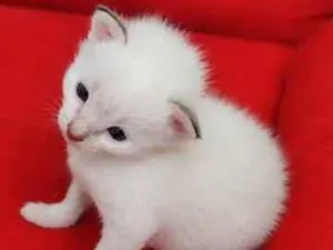 Gato raça SRD-ViraLata idade Abaixo de 2 meses nome Sem nome