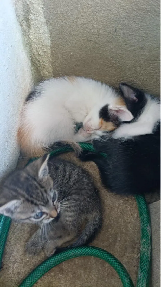 Gato raça SRD-ViraLata idade Abaixo de 2 meses nome não tem nome. São filhotes 