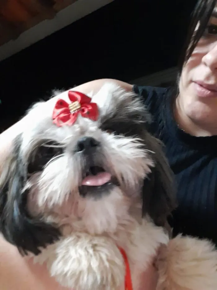Cachorro raça Shitzu idade 6 ou mais anos nome Nyna