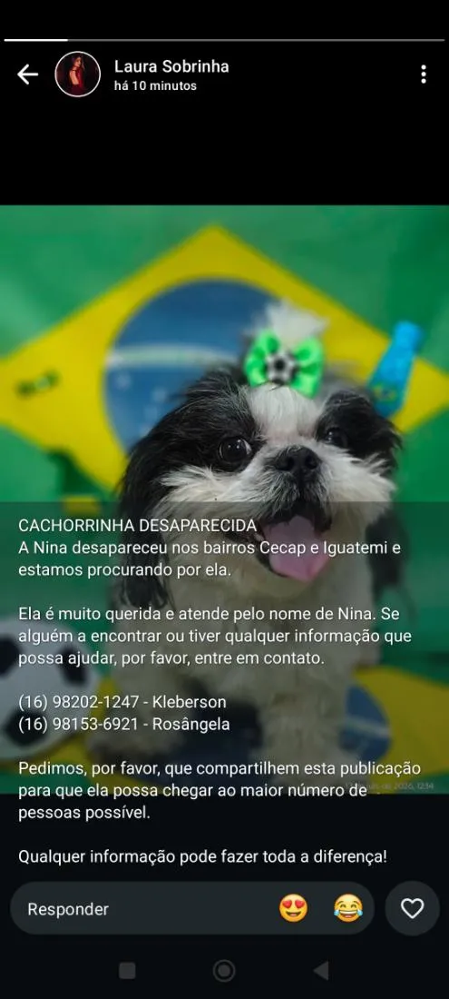 Cachorro raça Shitzu idade 6 ou mais anos nome Nyna