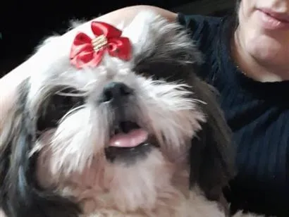 Cachorro raça Shitzu idade 6 ou mais anos nome Nyna