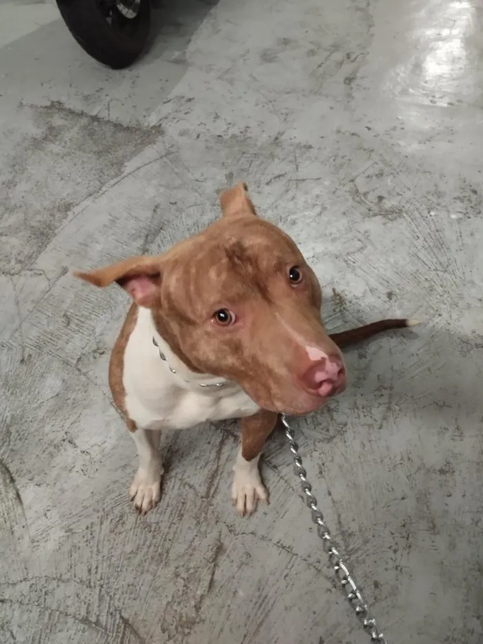 Cachorro raça Pit-Bull idade 2 anos nome Zeus 