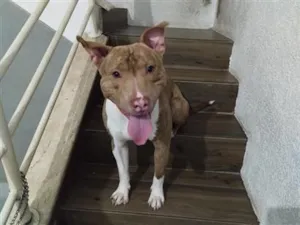 Cachorro raça Pit-Bull idade 2 anos nome Zeus 
