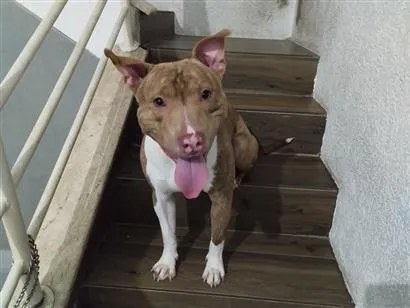 Cachorro raça Pit-Bull idade 2 anos nome Zeus 