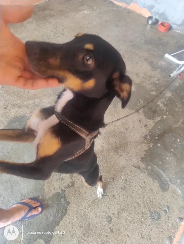 Cachorro raça SRD-ViraLata idade 2 anos nome princesa 