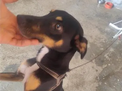 Cachorro raça SRD-ViraLata idade 2 anos nome princesa 
