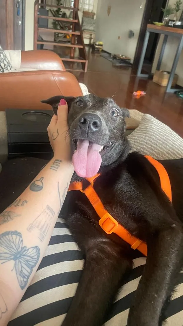 Cachorro raça SRD-ViraLata idade 1 ano nome Zeca