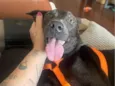 Zeca