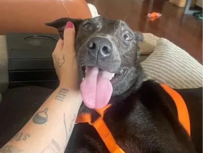 Cachorro raça SRD-ViraLata idade 1 ano nome Zeca