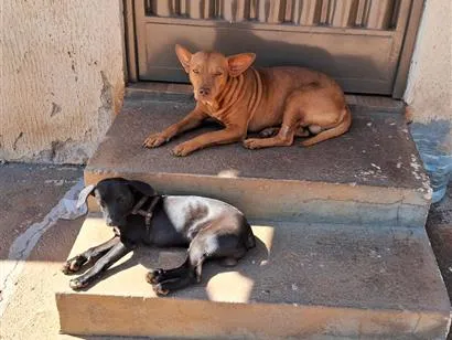Cachorro raça SRD-ViraLata idade 2 anos nome Caramelo