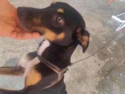 Cachorro raça SRD-ViraLata idade 2 anos nome princesa 