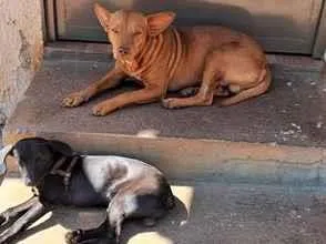 Cachorro raça SRD-ViraLata idade 2 anos nome Caramelo